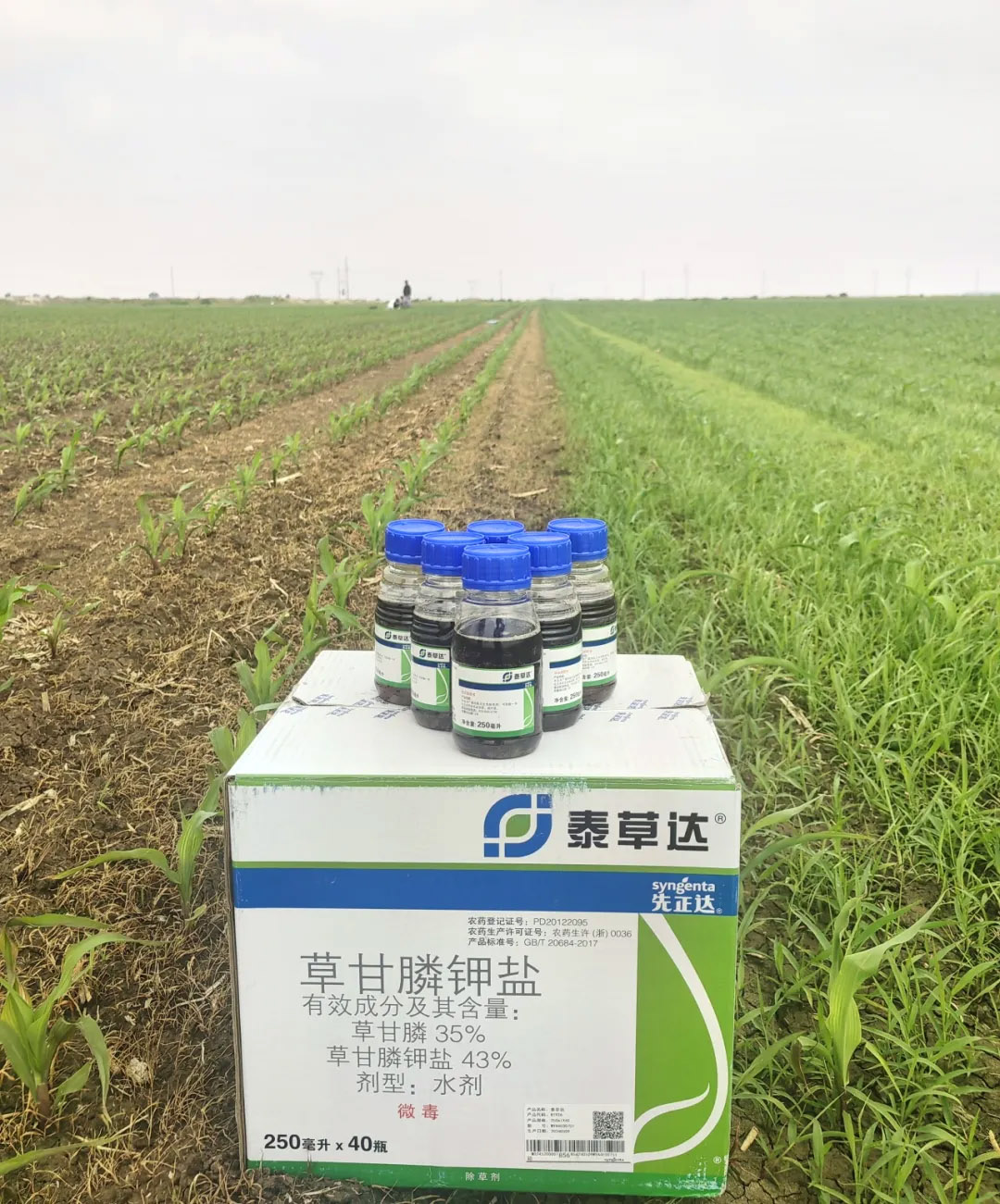taicaoda 赏金船长·PG(中国游)官方网站