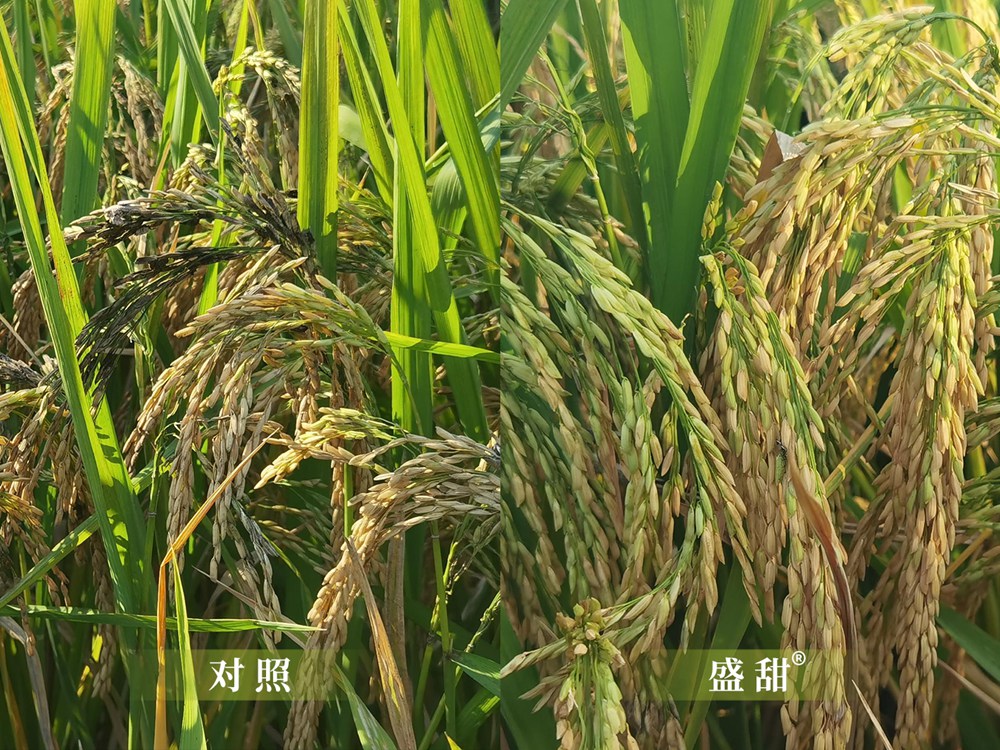盛甜加R标 盛甜加R标