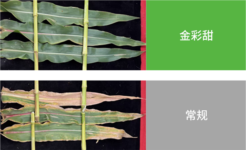 【官微SGC】春耕新品终稿1146 赏金船长·PG(中国游)官方网站