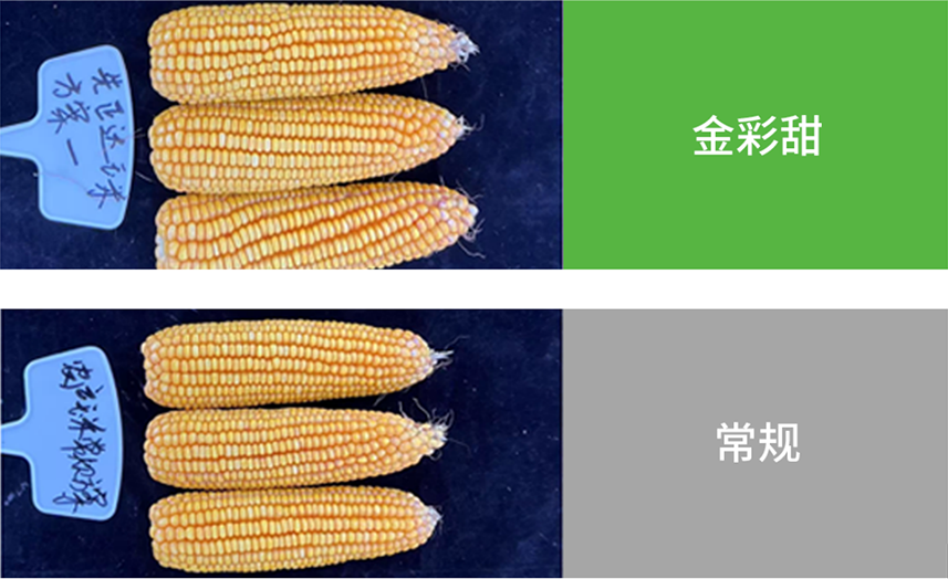 【官微SGC】春耕新品终稿1150 赏金船长·PG(中国游)官方网站