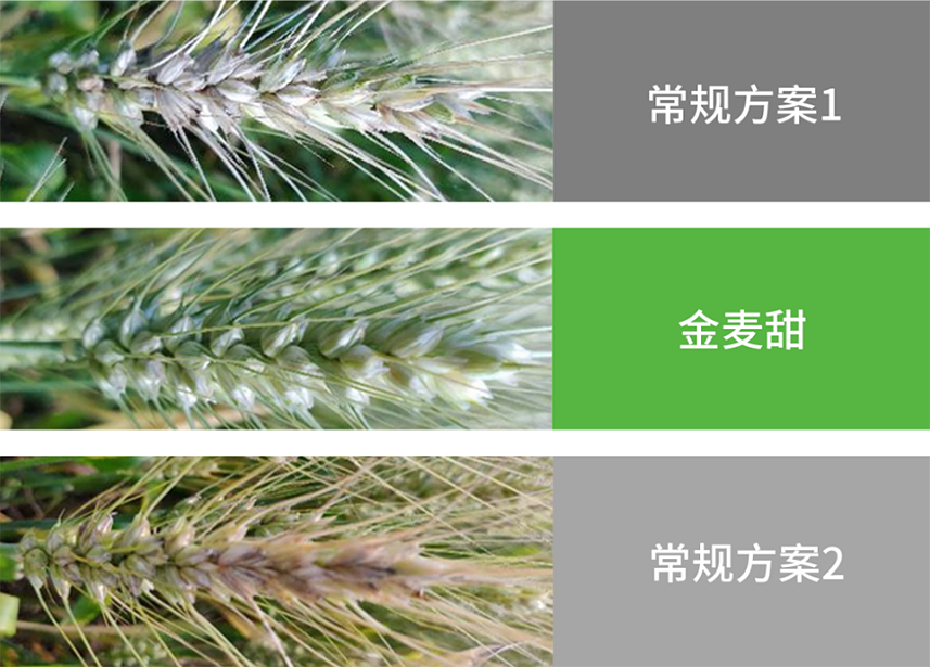 【官微SGC】春耕新品终稿1384 赏金船长·PG(中国游)官方网站