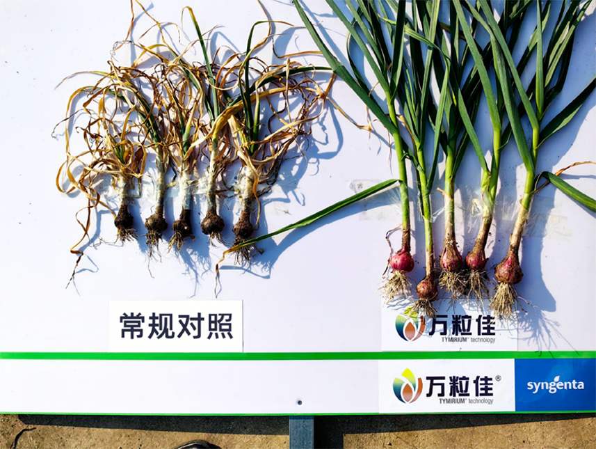 【官微SGC】春耕新品终稿1668 赏金船长·PG(中国游)官方网站
