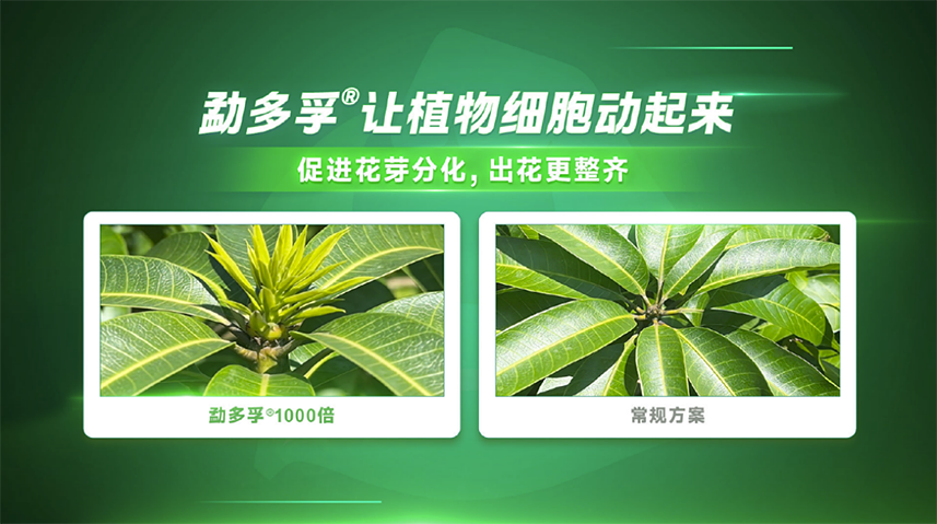 【官微SGC】春耕新品终稿2086 赏金船长·PG(中国游)官方网站