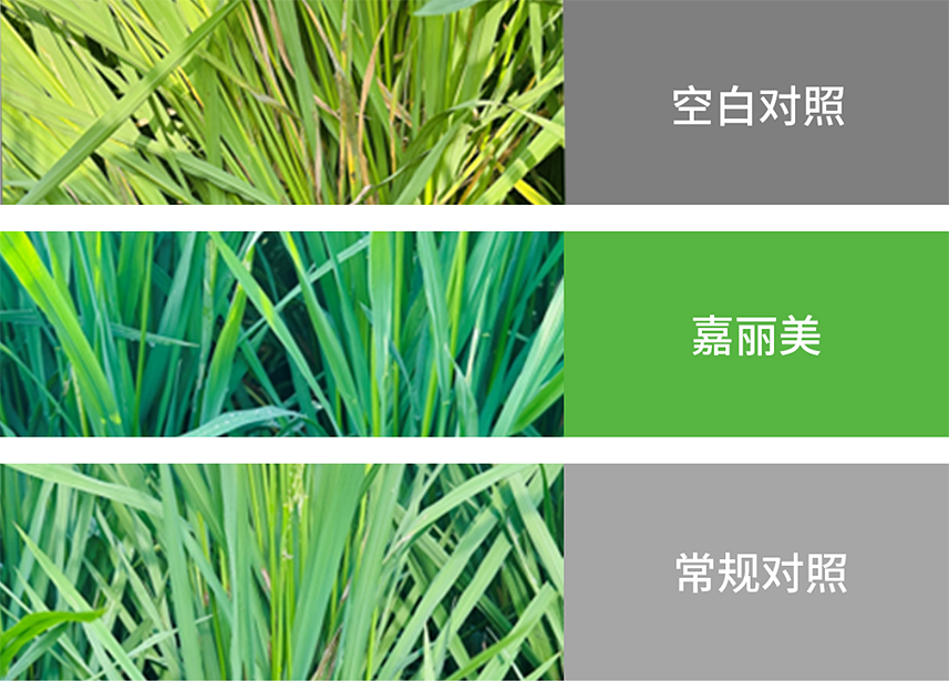 【官微SGC】春耕新品终稿2337 赏金船长·PG(中国游)官方网站