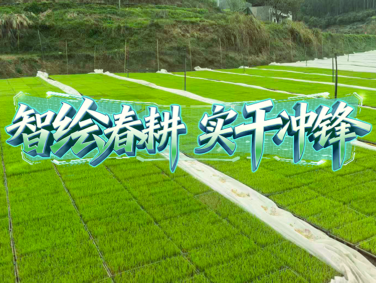 媒体聚焦 | 春耕一线探新景，育秧育种新升级